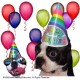 Thumbs/tn_birthday Boston Terrier.jpg